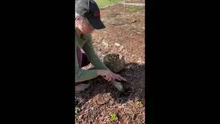 Using The Foraging Tool for Lettuce Transplant