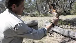 Bush Lore Australia - What We Do