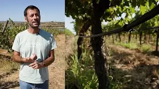 Water-efficient farming: 5 tips to save a drop (and how the EU can help)
