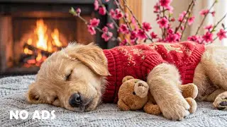 12 часов музыки для успокоения собак для сна 🐶🌸 Снятие тревоги разлуки и стресса 🎶 Без рекламы