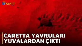 CARETTA YAVRULARI YUVALARDAN &Ccedil;IKTI