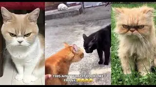 WARNING: Do Not Watch This If You&rsquo;re Trying Not to Laugh 😂