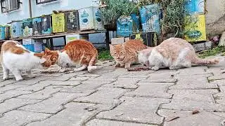 Покормили 20+ замерзающих кошек! 🥶 Помощь брошенным животным на морозе