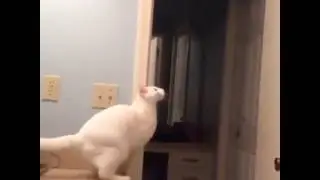 Funny cat jump fail