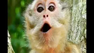 What wrong on pitiful monkey Amari, Poor Amari cry very loudly when lost baby Lori