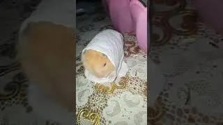 Hamster listening to song
