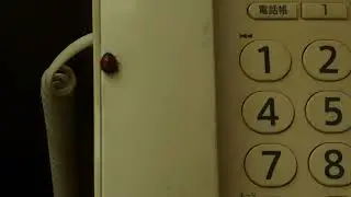 P1020643ムカシオナガザル20250922保存公開用