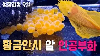 안시 물고기 알 부화시키기 인공부화로 알이 부화하는 성장과정