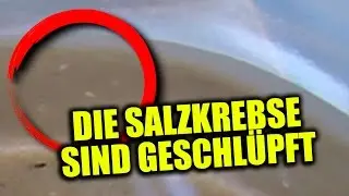 DIE SALZKREBSE SIND GESCHLÜPFT