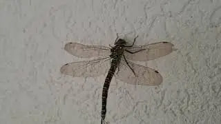Libelle an der Wand: Wasserjungfer