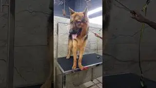 German shepherd Service #dog #dogservice #petservice #trending #shortvideos #shorts #ytshorts