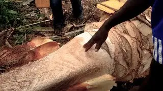 Rural vibes  - Palm Wine Diaries 1