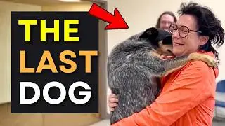 Puppies Choose Their Humans 💖