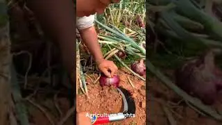 Purple onions harvesting #Chinese farmer #onions #viral #viralshorts #viralvideo