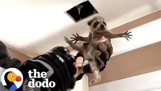 Mama Raccoon Is Hiding A Surprise In This House | The Dodo