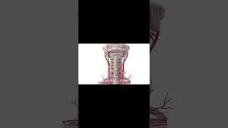 Анатомия обезглавливания