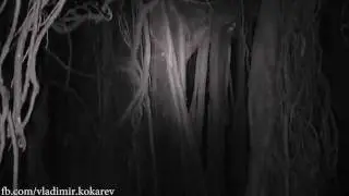 Banyan tree (GOA, Aguada Jail) / Баньян