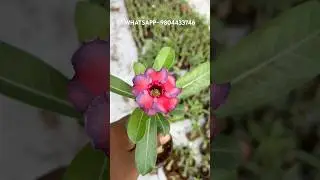 📌 500+ New grafted Adenium Plants sell only // best adenium seller Kolkata #adenium #garden