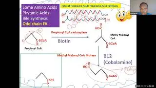 lipid 5.9: Propionic acid pathway  High yield for USMLE step 1