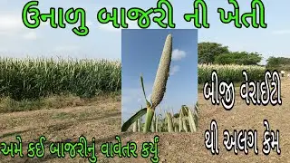 ઉનાળુ બાજરી ની ખેતી | જાણો કઈ વેરાયટી નું વાવેતર કર્યું unalu bajari | unalu bajri ni khati