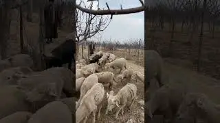 #highbreed #greenhills #kashmir #merinos #nature #petlover #animals #sheep #love #high