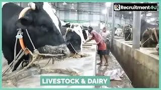 Expert Livestock & Dairy Workers for Europe&rsquo;s Agricultural Sector!