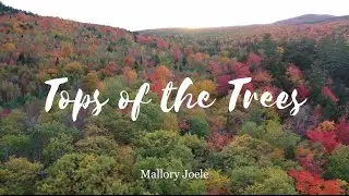 Tops of the Trees - Mallory Joele (lyric video)