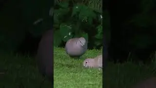 Why the Turtle Dove Might Be the Most Underrated Bird Alive#domesticwildchannel #turtledoves #Shorts
