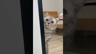 😺Cat hiding scene🤣🤣#cat #shorts #cute #funny #high #trending