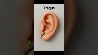 Outer Ear Anatomy Explained: Helix, Antihelix & more.