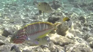Rotes Meer Fisch - Red Sea Fish - CC BY-NC-SA Royalty Free