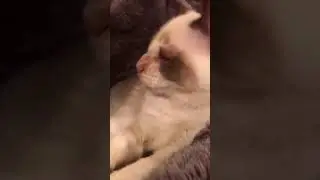 Bella is a purring machine