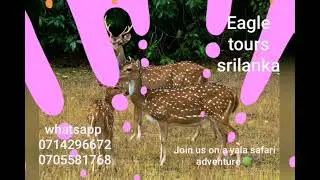 Eagle tours srilanka (yala/Bundala/weheragala)#wildlife #nature #safari #viralvideo #srilankatourism