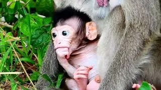 Lovely face adorable babie feeding, Wild Monkey Family