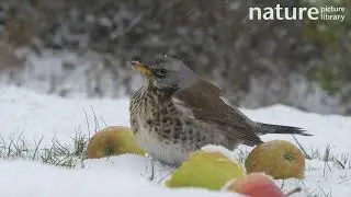 Fieldfares (Turdus pilaris) feeding on apples on snow covered ground, Somerset, UK, March.