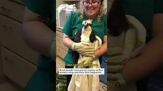 Rescue Osprey #lovestory #animals #wildliferescue #rescue #birds #wildlife #osprey #love