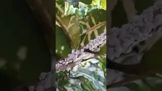 Hama kutu putih pada tanaman  #tanaman #hama #kutuputih #shortsvideo