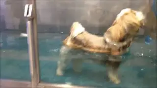 R&eacute;&eacute;ducation, physioth&eacute;rapie du chien Melchior paralys&eacute;