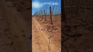 quadra de tomate envarada