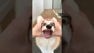 corgi dog 🐶 action #corgi #dog #action #funny #shorts