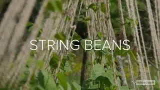 Heat tolerant plants