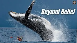 Blue Whale Secrets: The Ocean's Most Mysterious Giant