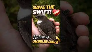 Познакомьтесь с одной из самых невероятных птиц на Земле 🕊️✨
