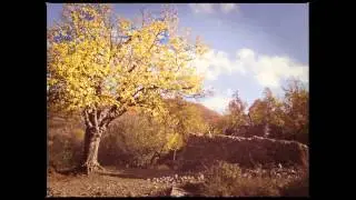 STAND HIGH PATROL - The Big Tree // JPATTERSSON trumpet edit