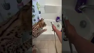 Savannah Cat Loves & Hates water 😹