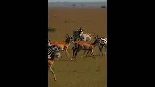 Wild Animals in Open Grasslands 🦓🦌 | Pure Nature Beauty of the World 🌍