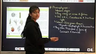Phaeophyceae(algae) plant kingdom