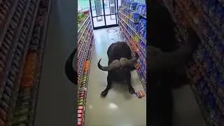🐂 BUFFALO RAGE! Flipping Shelves in a Shop! 🐃💥 【絶望】水牛が店内を暴走！商品棚をひっくり返す怪力