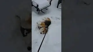 How Corgi's make snow angels. Ashley the Corgi loves snowy Boston.