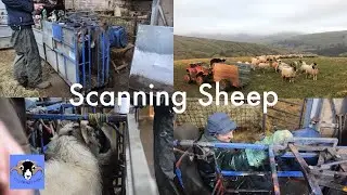 Farming life S2E31- Scanning our Swaledale ewes!